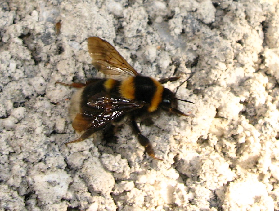  bombo con problemi di volo 